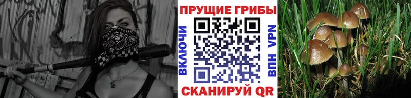 Купить закладки  Нижняя Тура  Галлюциногенные грибы мицелий 